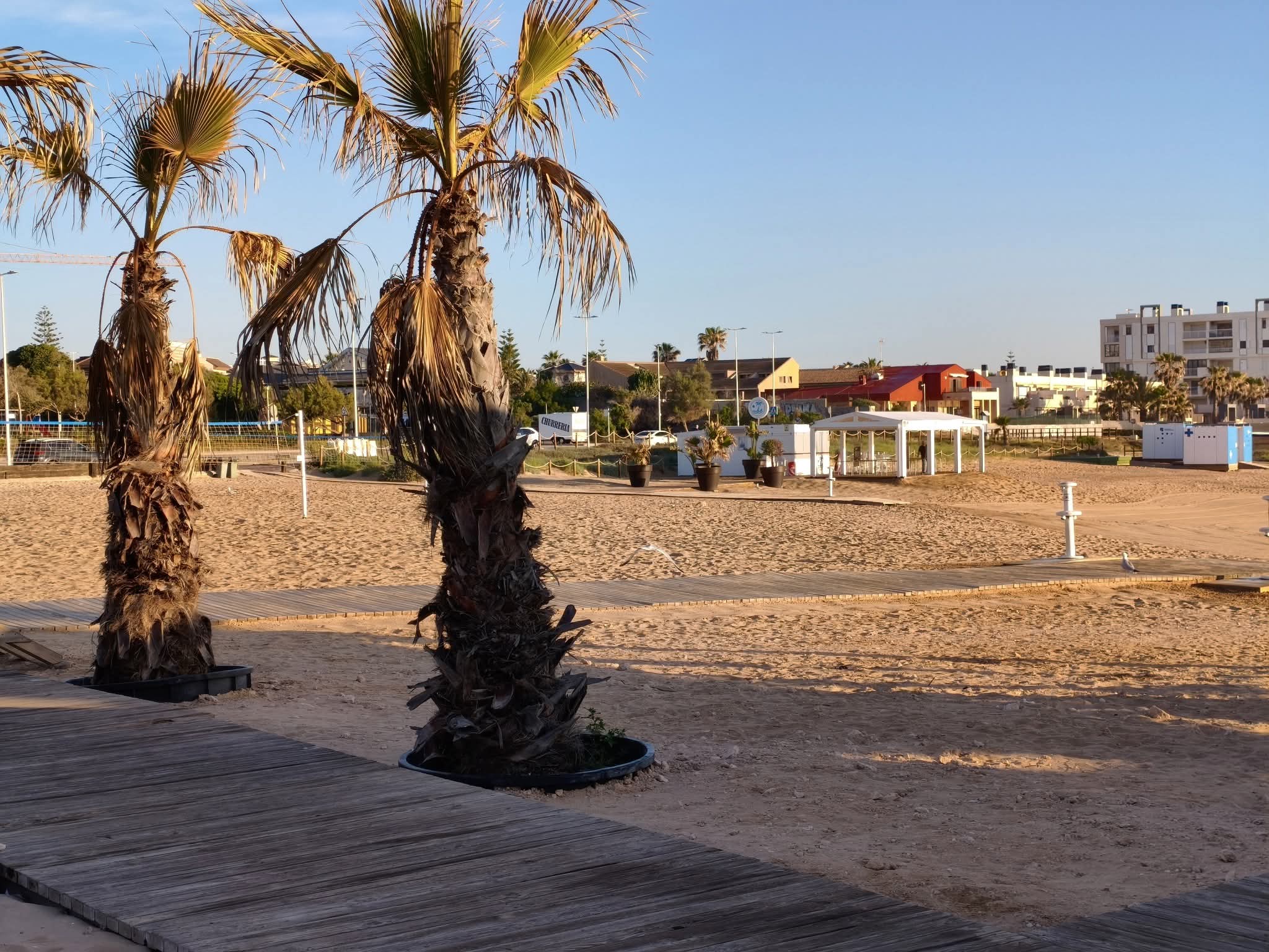 Palm-lined boardwalk along La Mata beach